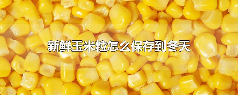 新鲜玉米粒怎么保存到冬天-最新新鲜玉米粒怎么保存到冬天整理解答