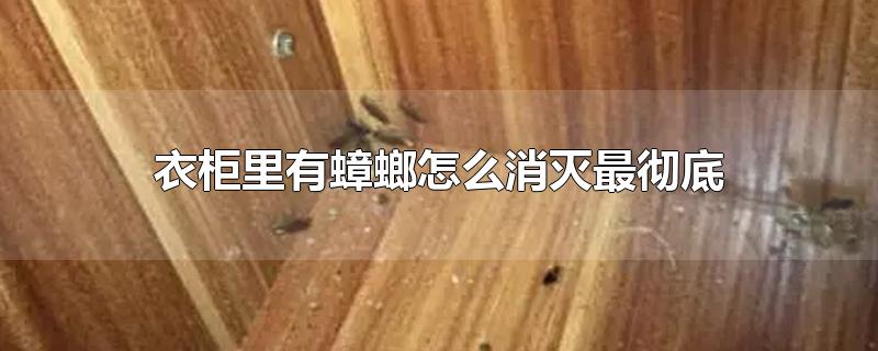 衣柜里有蟑螂怎么消灭最彻底-最新衣柜里有蟑螂怎么消灭最彻底整理解答