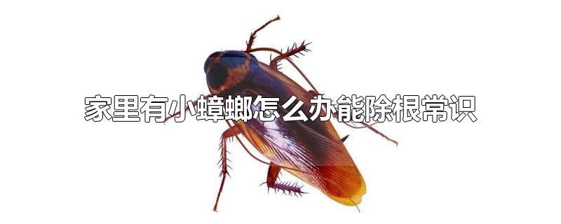 家里有小蟑螂怎么办能除根常识