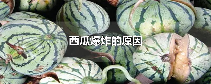 西瓜爆炸的原因