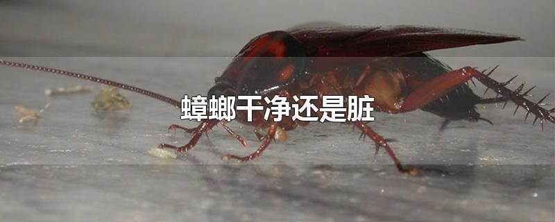 蟑螂干净还是脏-最新蟑螂干净还是脏整理解答