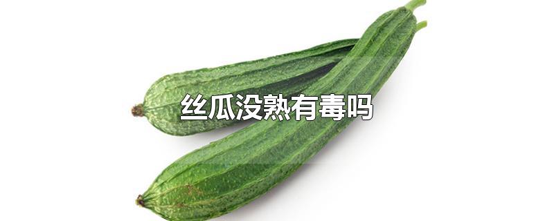 丝瓜没熟有毒吗