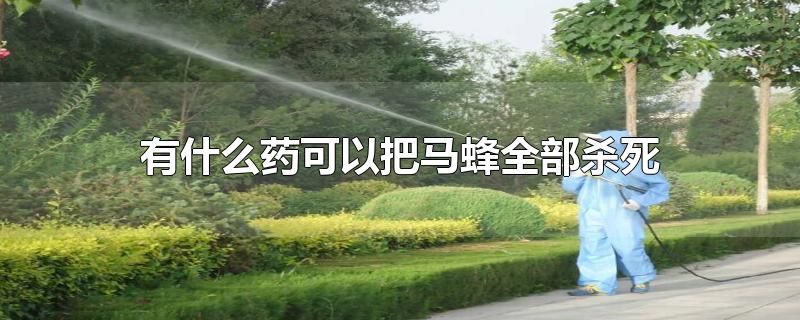 有什么药可以把马蜂全部杀死-最新有什么药可以把马蜂全部杀死整理解答