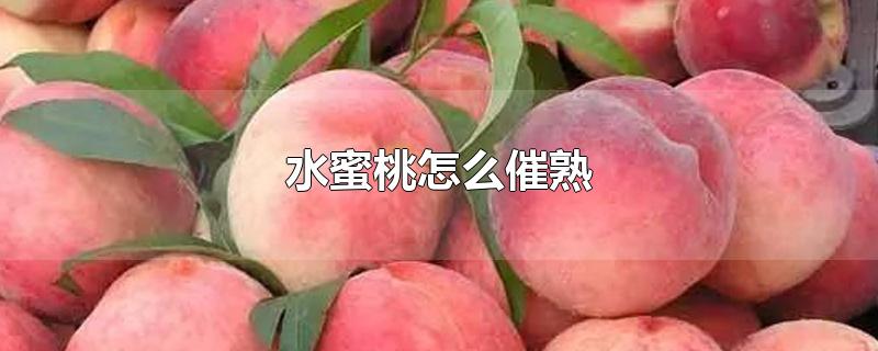 水蜜桃怎么催熟-最新水蜜桃怎么催熟整理解答