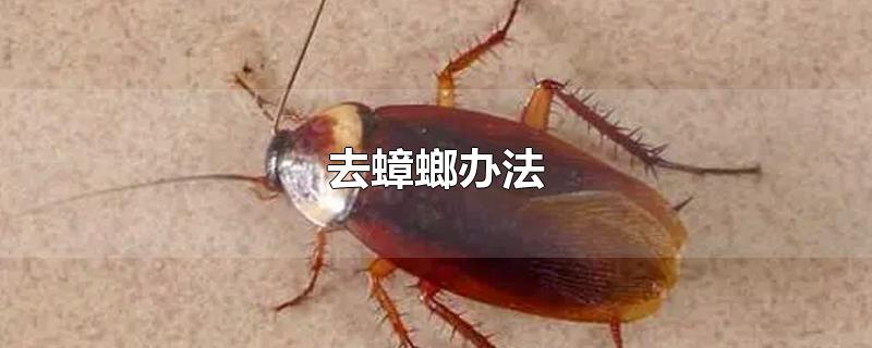 去蟑螂办法