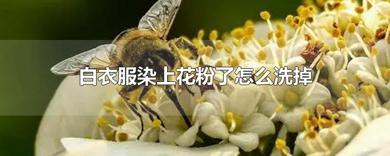 白衣服染上花粉了怎么洗掉-最新白衣服染上花粉了怎么洗掉整理解答