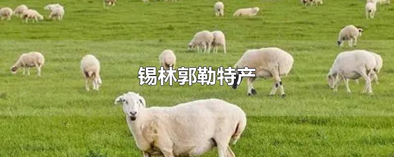 锡林郭勒特产-最新锡林郭勒特产整理解答