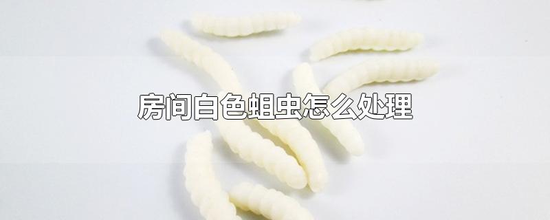 房间白色蛆虫怎么处理-最新房间白色蛆虫怎么处理整理解答