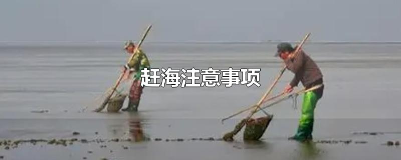 赶海注意事项