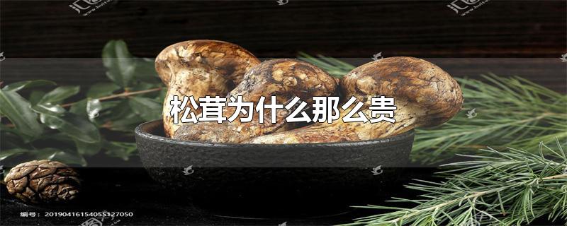 松茸为什么那么贵-最新松茸为什么那么贵整理解答