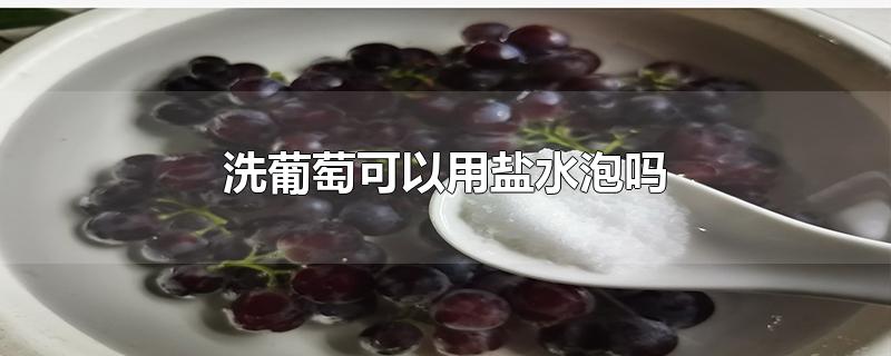 洗葡萄可以用盐水泡吗