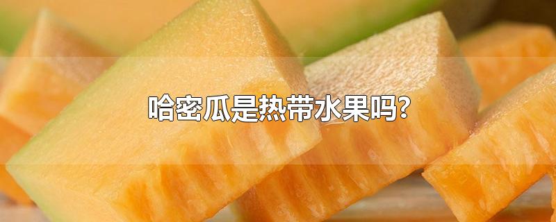 哈密瓜是热带水果吗?-最新哈密瓜是热带水果吗?整理解答