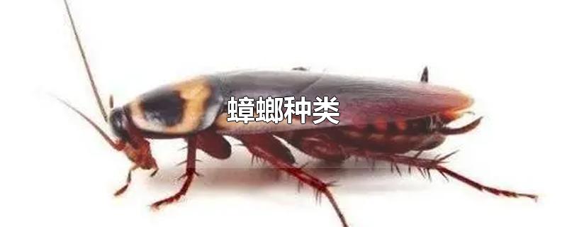 蟑螂种类