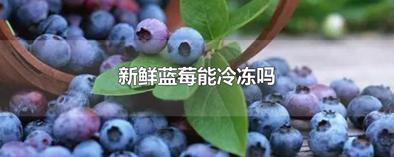 新鲜蓝莓能冷冻吗-最新新鲜蓝莓能冷冻吗整理解答