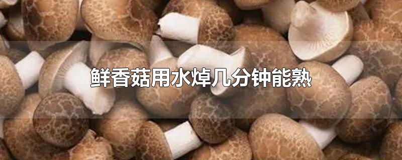 鲜香菇用水焯几分钟能熟