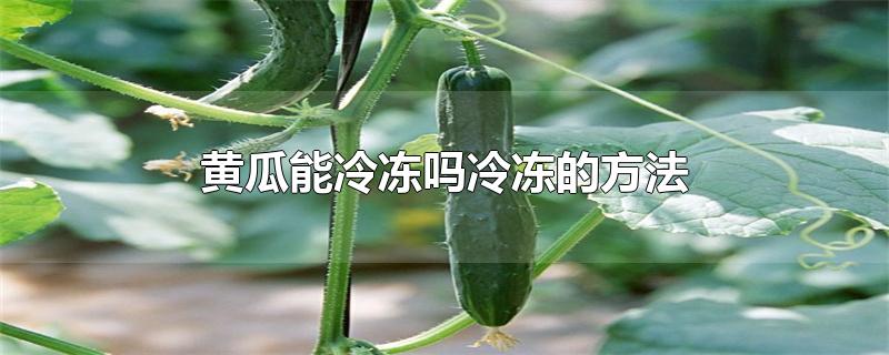 黄瓜能冷冻吗冷冻的方法-最新黄瓜能冷冻吗冷冻的方法整理解答