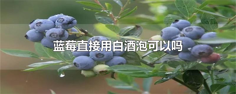 蓝莓直接用白酒泡可以吗-最新蓝莓直接用白酒泡可以吗整理解答