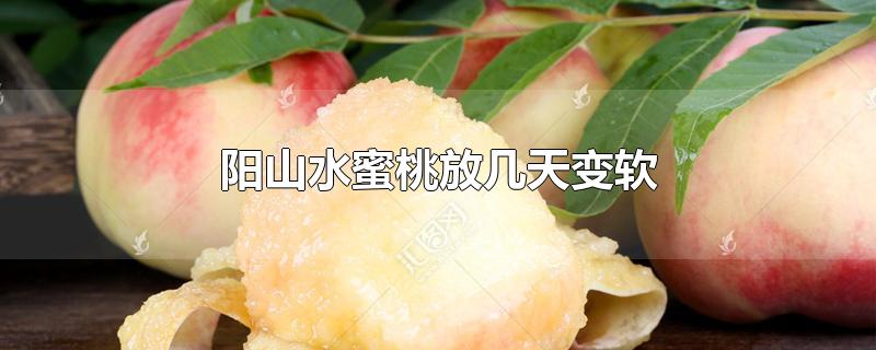 阳山水蜜桃放几天变软-最新阳山水蜜桃放几天变软整理解答