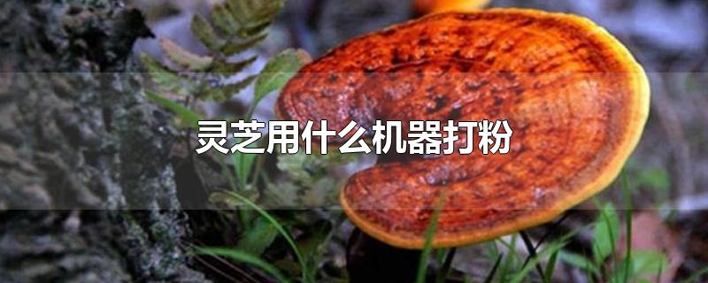 灵芝用什么机器打粉-最新灵芝用什么机器打粉整理解答