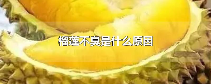 榴莲不臭是什么原因-最新榴莲不臭是什么原因整理解答