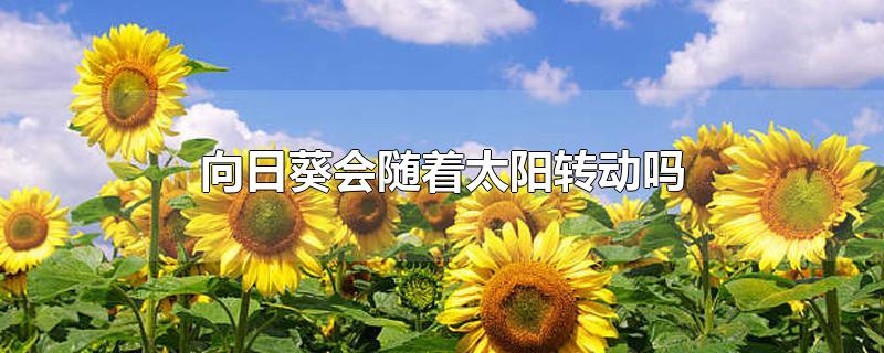 向日葵会随着太阳转动吗-最新向日葵会随着太阳转动吗整理解答