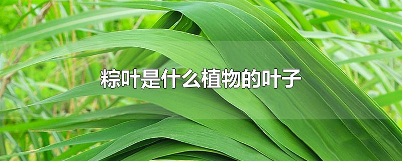 粽叶是什么植物的叶子