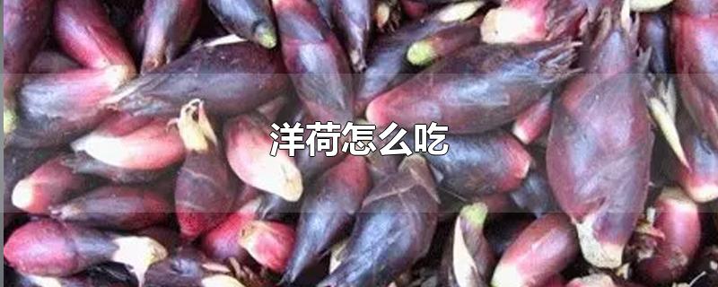 洋荷怎么吃