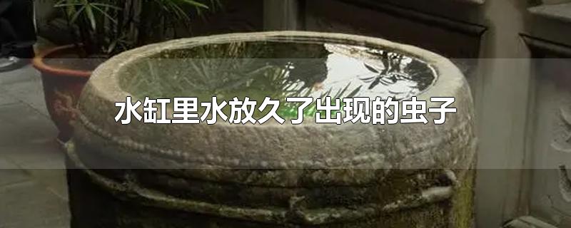 水缸里水放久了出现的虫子-最新水缸里水放久了出现的虫子整理解答