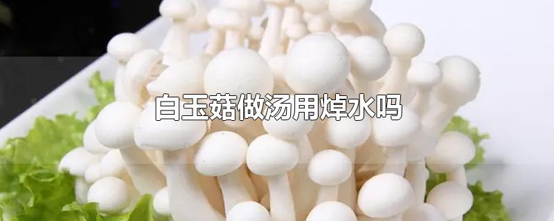 白玉菇做汤用焯水吗-最新白玉菇做汤用焯水吗整理解答