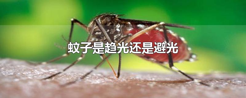 蚊子是趋光还是避光-最新蚊子是趋光还是避光整理解答