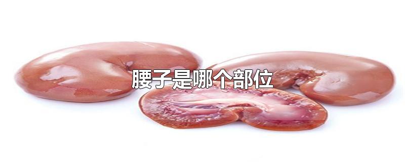 腰子是哪个部位