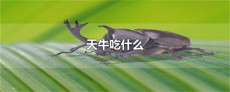 天牛吃什么-最新天牛吃什么整理解答