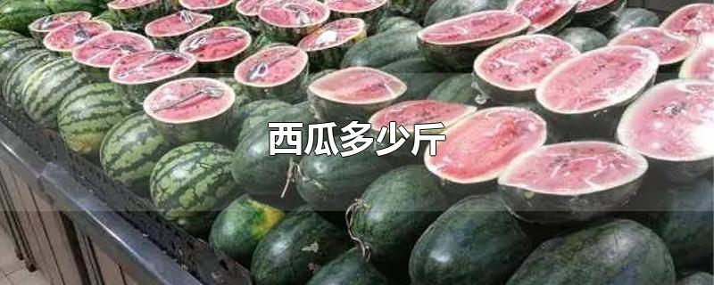 西瓜多少斤-最新西瓜多少斤整理解答