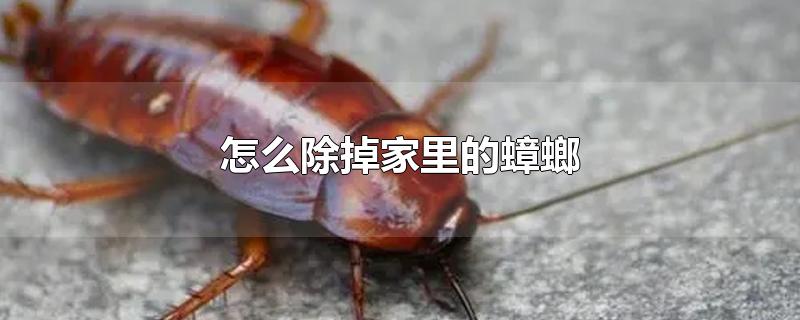 怎么除掉家里的蟑螂-最新怎么除掉家里的蟑螂整理解答