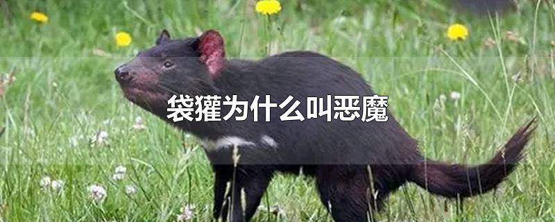 袋獾为什么叫恶魔-最新袋獾为什么叫恶魔整理解答