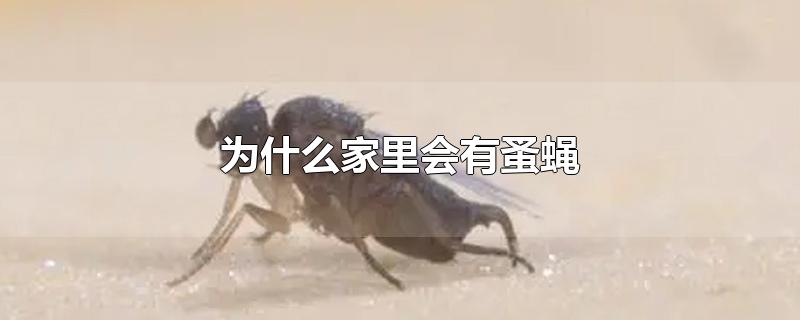 为什么家里会有蚤蝇-最新为什么家里会有蚤蝇整理解答