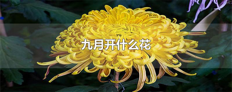 九月开什么花-最新九月开什么花整理解答