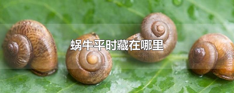 蜗牛平时藏在哪里-最新蜗牛平时藏在哪里整理解答