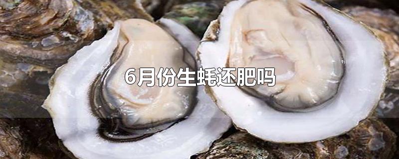 6月份生蚝还肥吗-最新6月份生蚝还肥吗整理解答