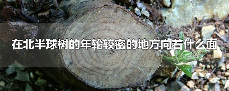 在北半球树的年轮较密的地方向着什么面-最新在北半球树的年轮较密的地方向着什么面整理解答