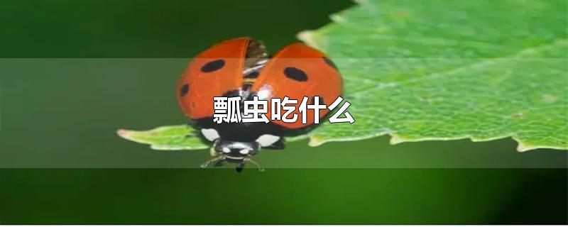 瓢虫吃什么-最新瓢虫吃什么整理解答