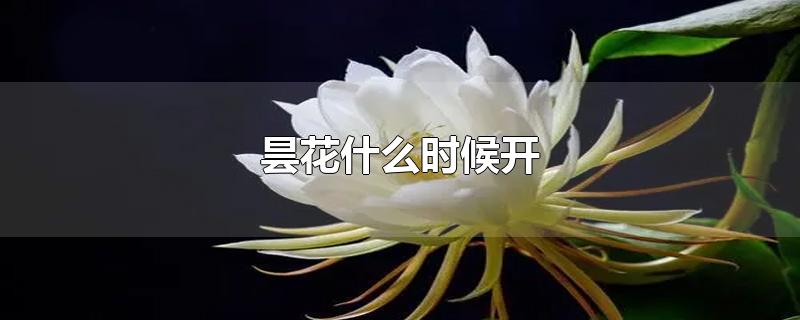 昙花什么时候开-最新昙花什么时候开整理解答