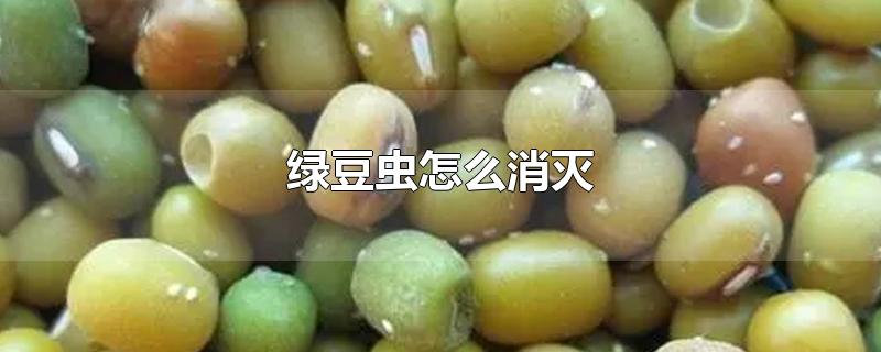 绿豆虫怎么消灭-最新绿豆虫怎么消灭整理解答