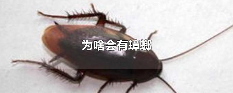 为啥会有蟑螂-最新为啥会有蟑螂整理解答