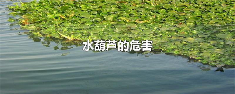 水葫芦的危害-最新水葫芦的危害整理解答