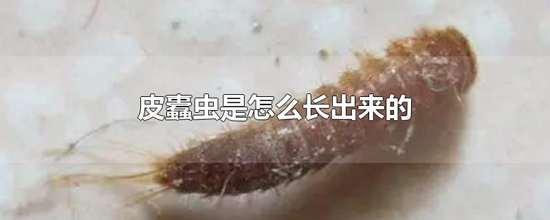 皮蠹虫的危害图片