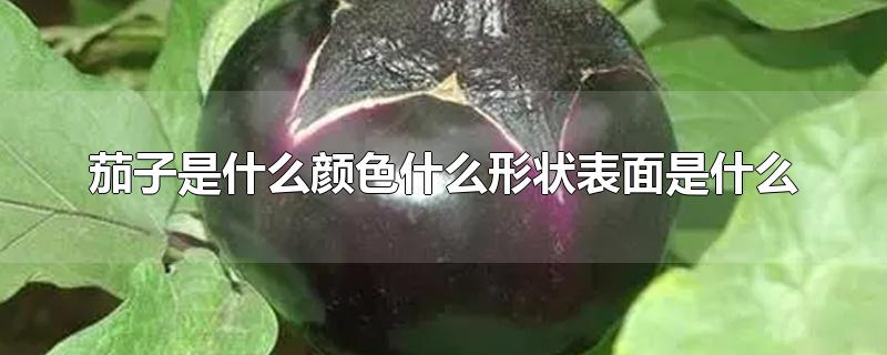 茄子是什么颜色什么形状表面是什么-最新茄子是什么颜色什么形状表面是什么整理解答