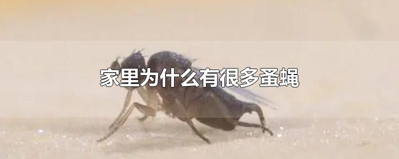 家里为什么有很多蚤蝇