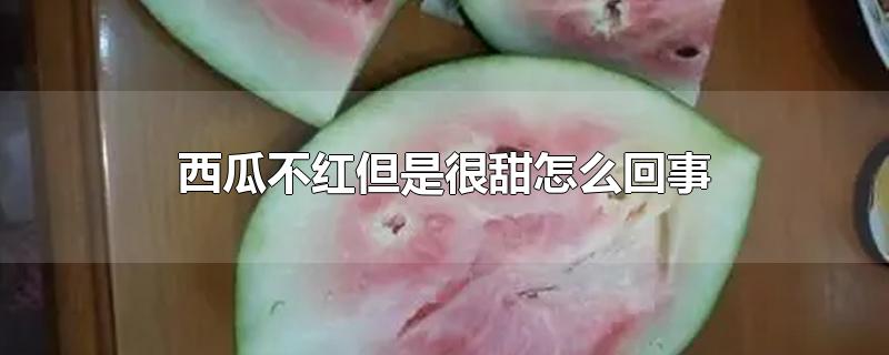 西瓜不红但是很甜怎么回事