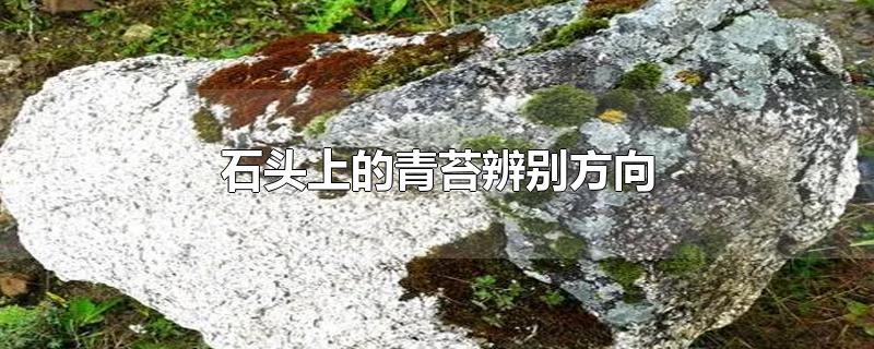 石头上的青苔辨别方向-最新石头上的青苔辨别方向整理解答